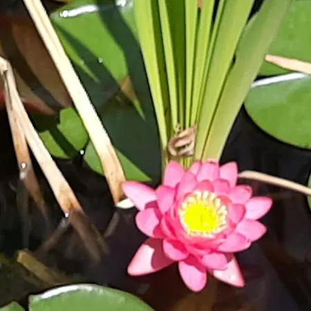 Quinta Inge * Paio Mendes