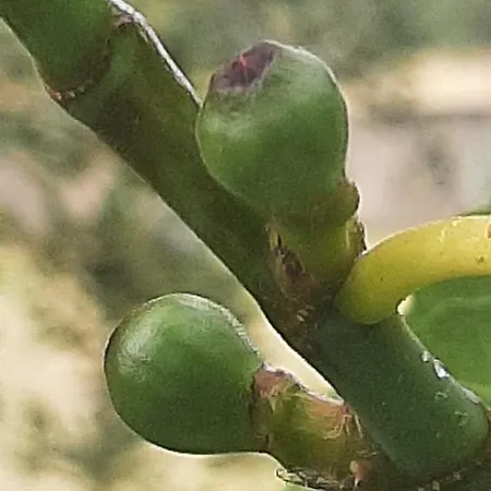 Quinta Inge * Paio Mendes