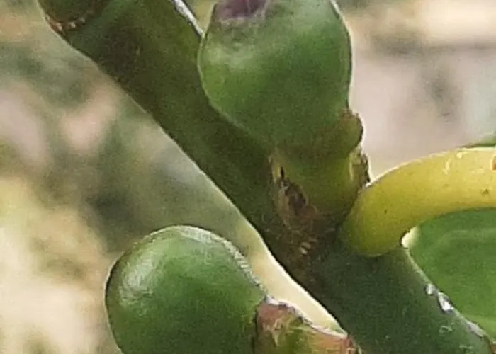 Quinta Inge * Paio Mendes